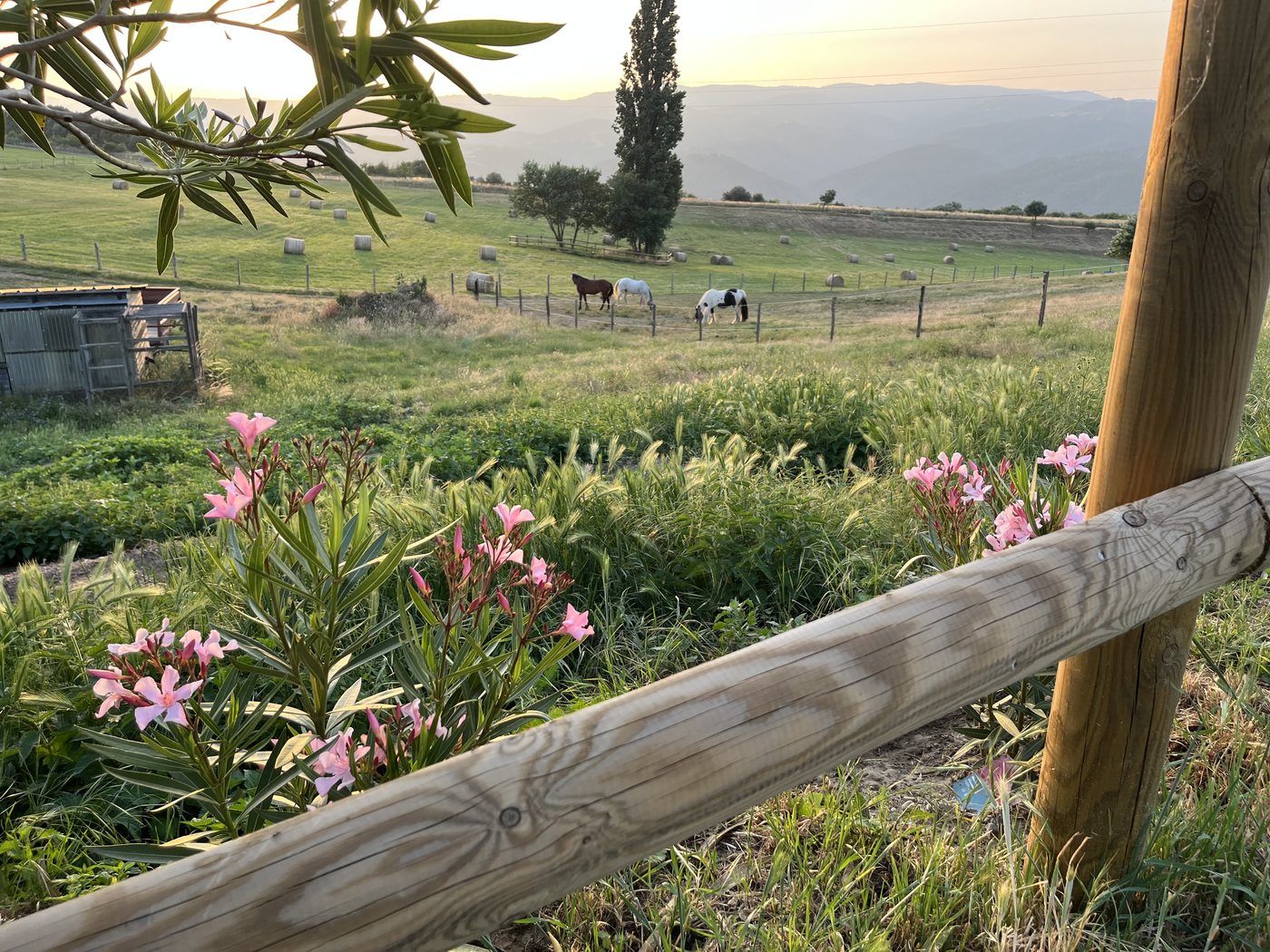 Chevaux du domaine de Chambaud